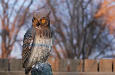 A fake owl being used to scare away other animals