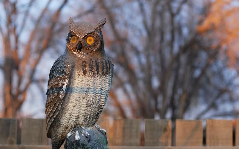A fake owl being used to scare away other animals