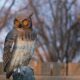 A fake owl being used to scare away other animals