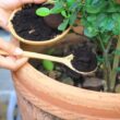 A homeowner using coffee grounds to repel ants