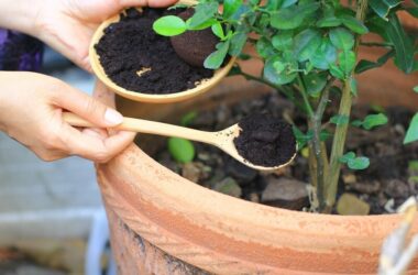 A homeowner using coffee grounds to repel ants