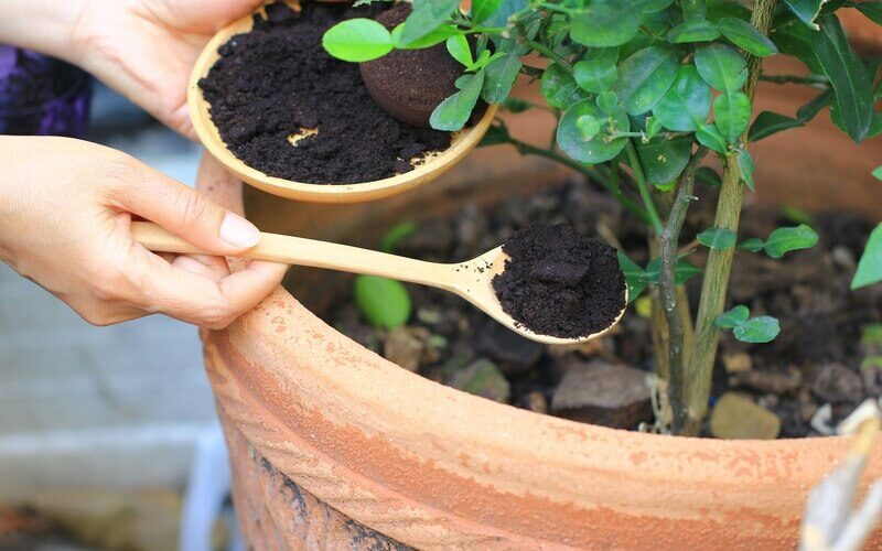 A homeowner using coffee grounds to repel ants
