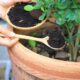 A homeowner using coffee grounds to repel ants