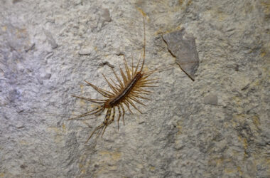 A house centipede crawling inside a home