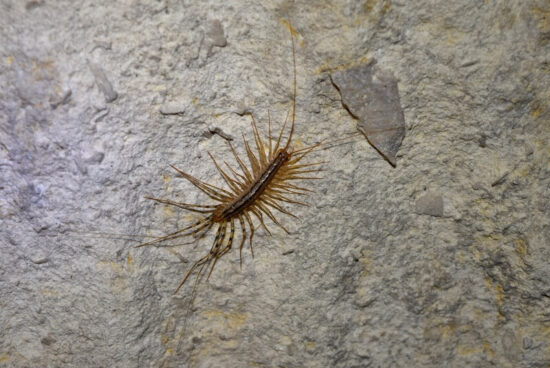 A house centipede crawling inside a home