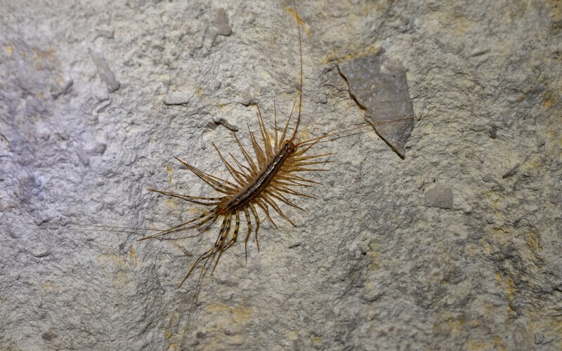 A house centipede crawling inside a home