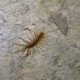 A house centipede crawling inside a home