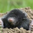 An adult mole digging in a yard