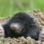 An adult mole digging in a yard