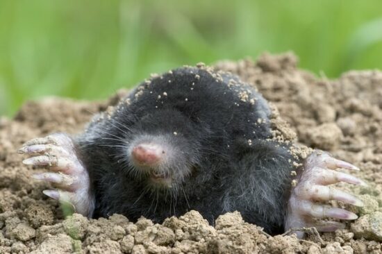 An adult mole digging in a yard