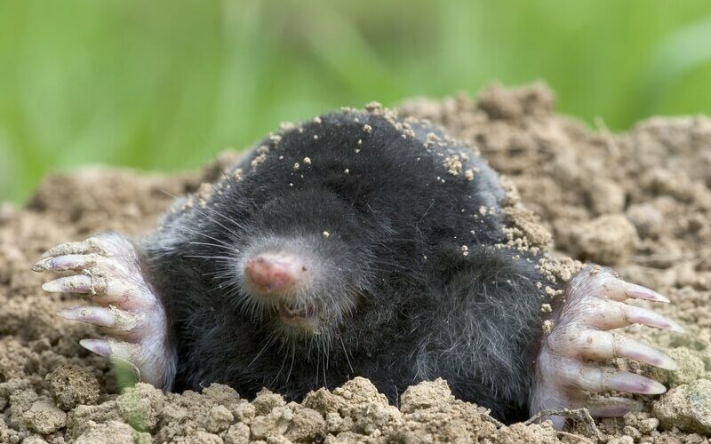 An adult mole digging in a yard