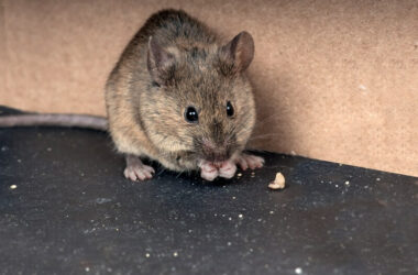 A mouse eating food