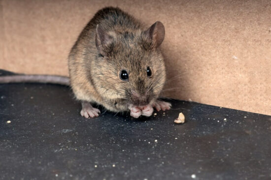 A mouse eating food