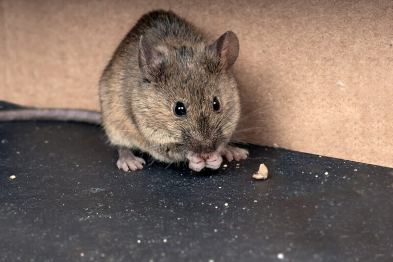 How Long Can A Mouse Live Without Food Or Water?