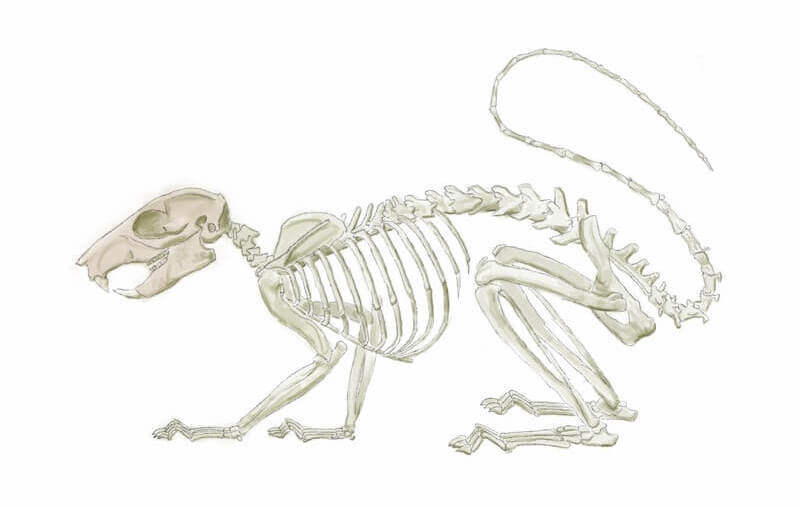 The bone structure of a rat