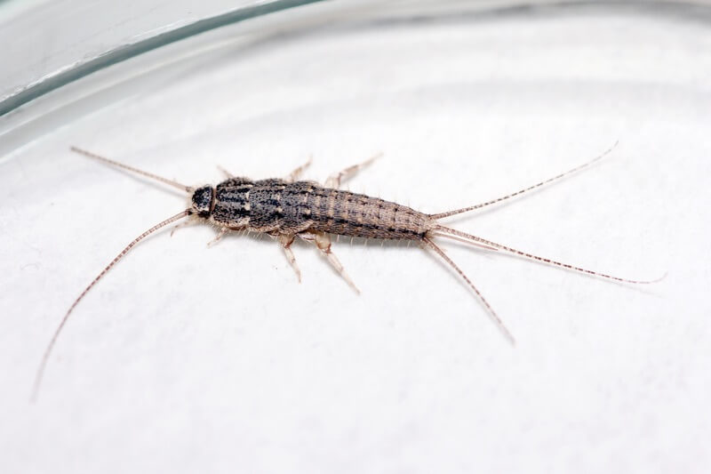 A silverfish that has been trapped in a jar