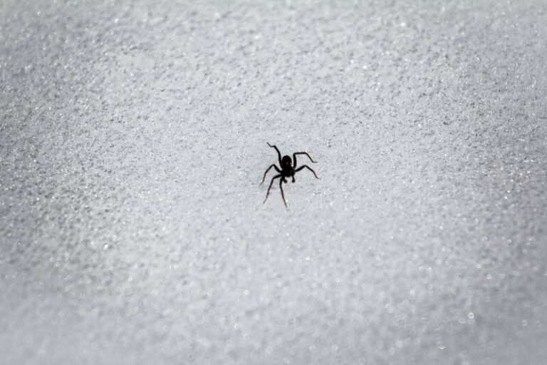 Where Do Spiders Go In The Winter? Do They Like Cold?