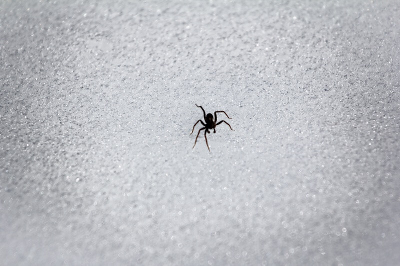 A spider crawling on cold snow in the winter