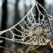 A small spider in a web in the cold winter