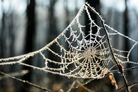 A small spider in a web in the cold winter