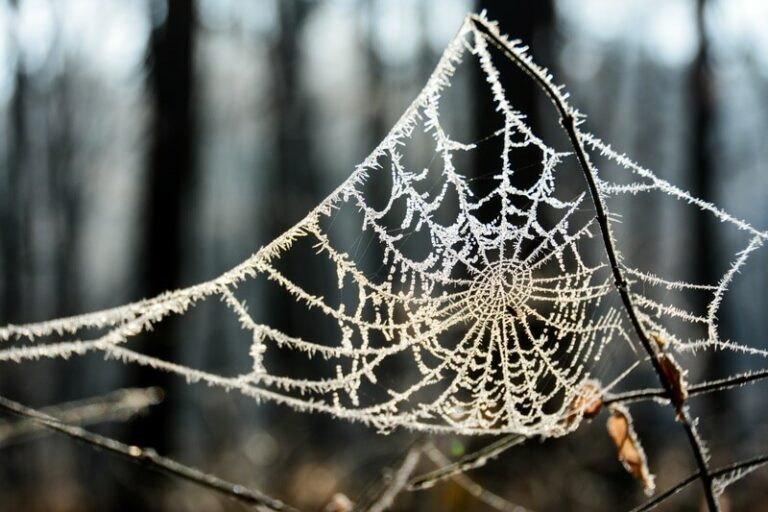 Where Do Spiders Go In The Winter? Do They Like Cold?