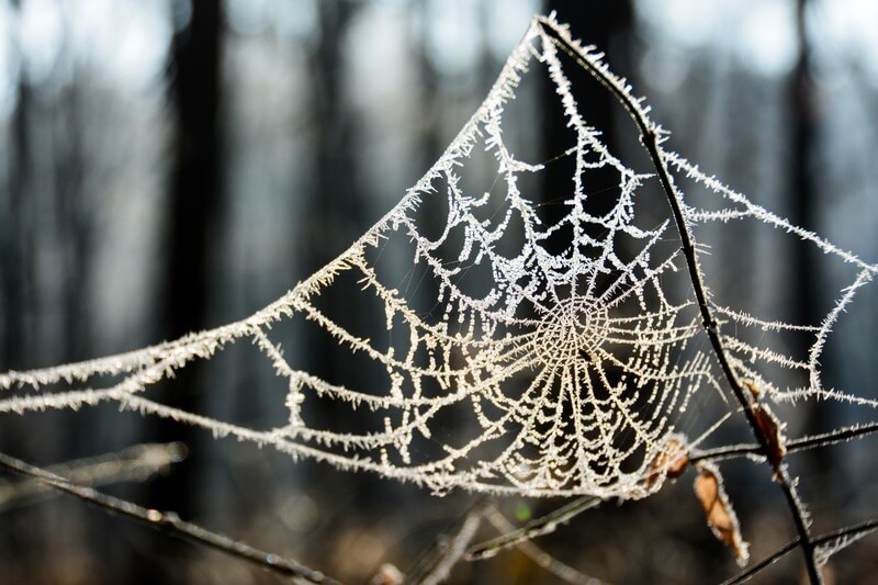 Where Do Spiders Go In The Winter? Do They Like Cold?