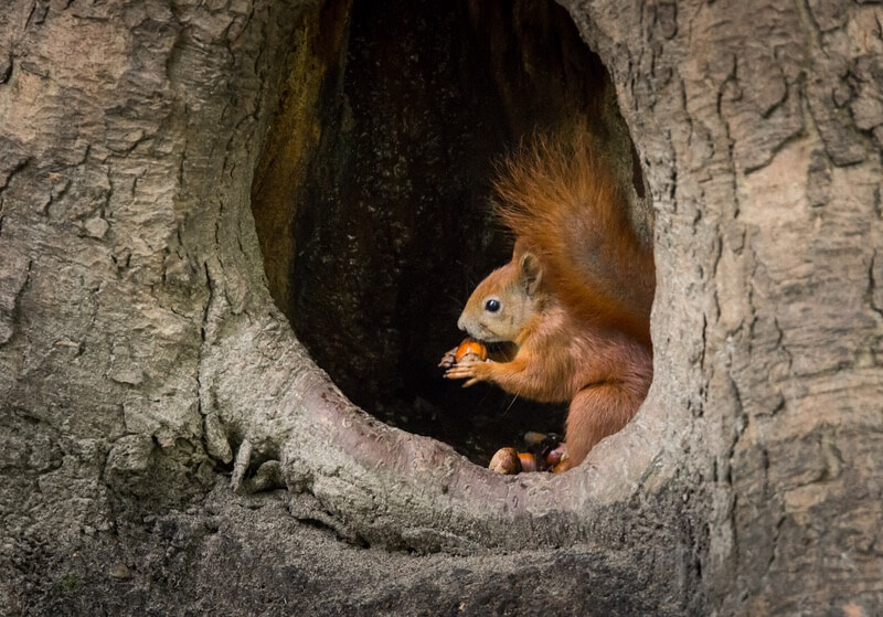 A squirrel being repelled by peppermint oil