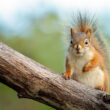 A squirrel being kept away by coffee grounds