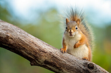 A squirrel being kept away by coffee grounds