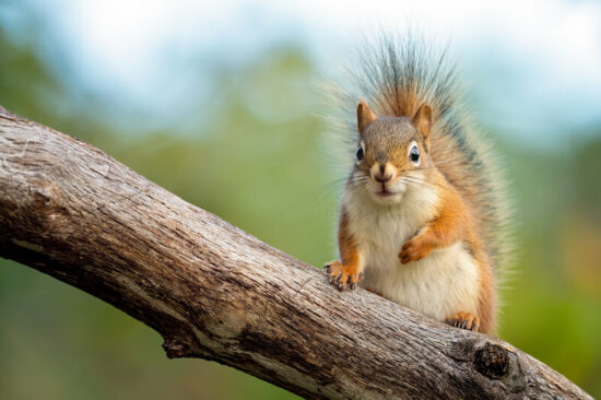 A squirrel being kept away by coffee grounds