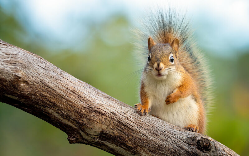 A squirrel being kept away by coffee grounds