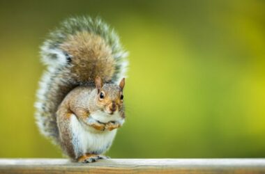 A squirrel being kept away by mothballs