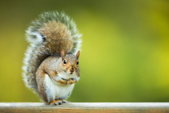 A squirrel being kept away by mothballs