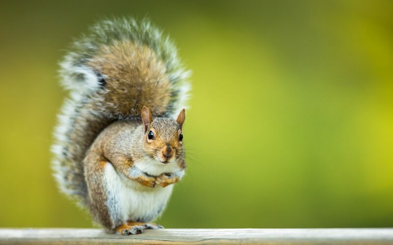 A squirrel being kept away by mothballs