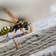 A wasp about to be killed with WD-40