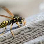 does wd-40 kill wasps