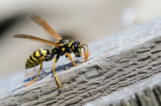 A wasp about to be killed with WD-40