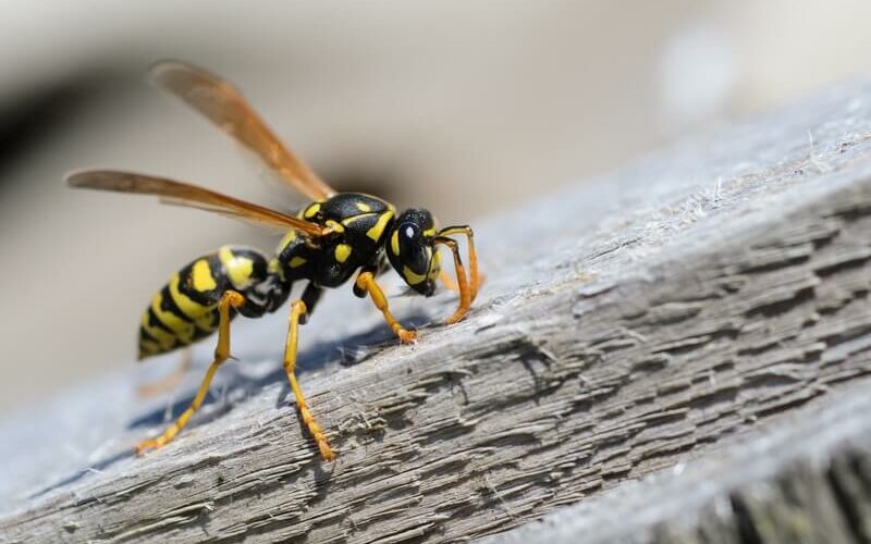 A wasp about to be killed with WD-40