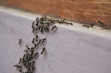 Many ants being attracted to something indoors