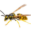 A baby wasp becoming an adult