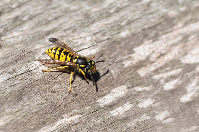 A baby wasp growing up and getting larger