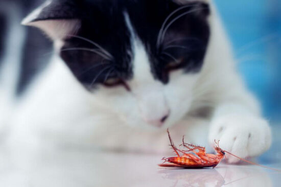 A cat thinking about eating a cockroach