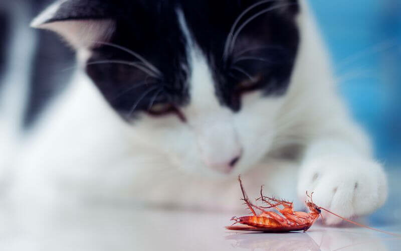 A cat thinking about eating a cockroach