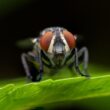 One fly that could be attracted to you