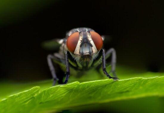 One fly that could be attracted to you