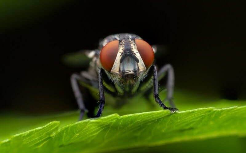 One fly that could be attracted to you