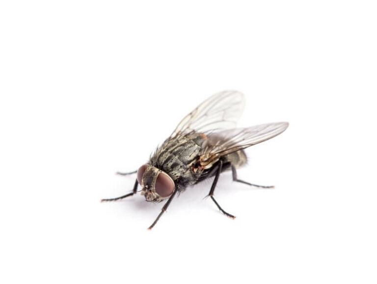 Why Are Flies Attracted To Me & Always Land On Me?