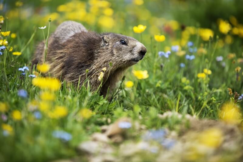 A groundhog that might eat bubble gum