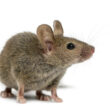 An example of mice that would return to a disturbed nest