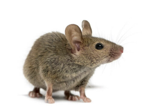 An example of mice that would return to a disturbed nest